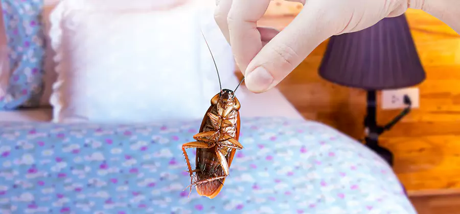 Bed Bug Inspection in Smyrna