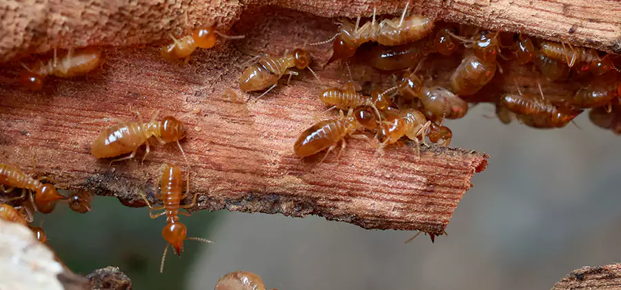 Termite Pest Management in Smyrna