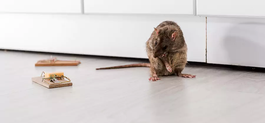 Rat Baiting Removal Service in Smyrna
