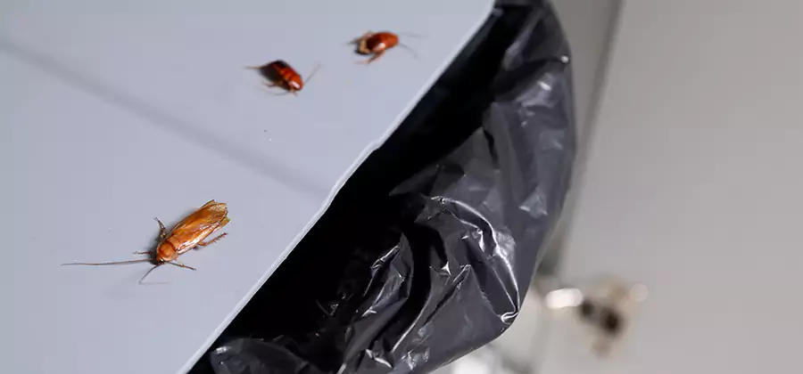 German Roach Pest Control in Smyrna