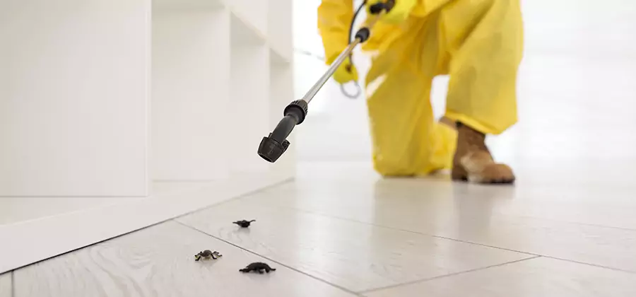 Roach and Bed Bug Exterminator in Smyrna