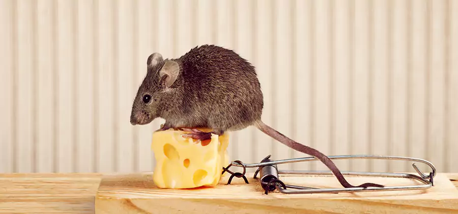Commercial Rodent Exclusion Services in Smyrna