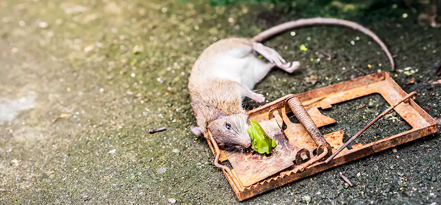 Rat Trapping in Smyrna