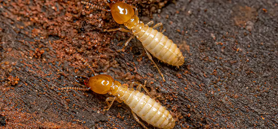 Sentricon Residential Termite Control in Smyrna
