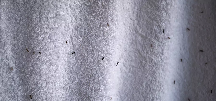 Small Black Ants in Bathroom Treatment in Smyrna