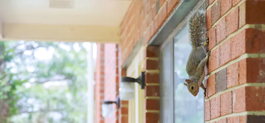 Squirrel Inside Walls Removal in Smyrna