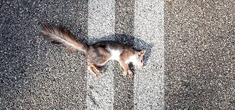 Dead Squirrel Removal in Smyrna