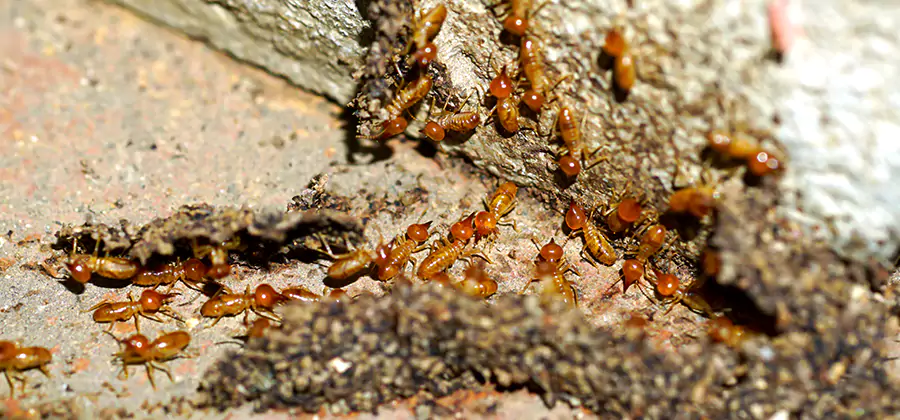 Wood Treatment and Localized Termite Solutions in Smyrna