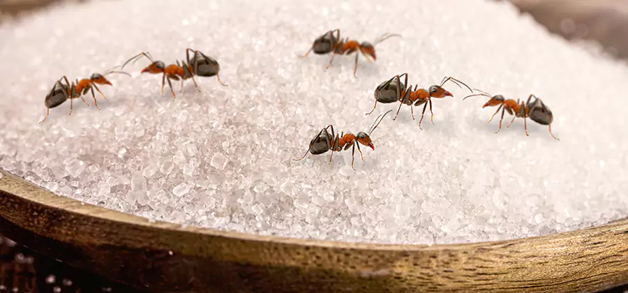 Indoor Sugar Ant Treatment in Smyrna
