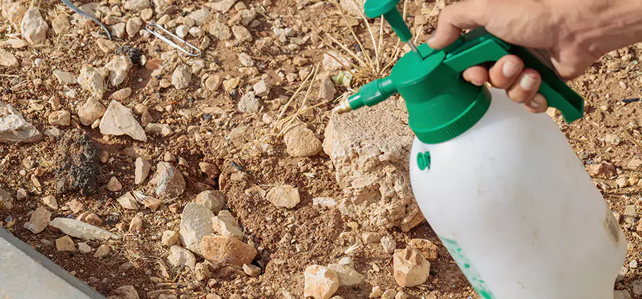 Heat Treatment Termite Cost in Smyrna