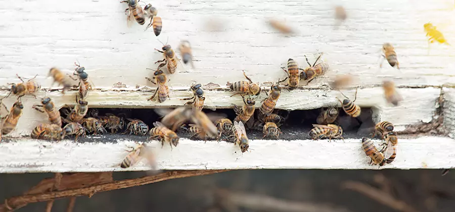 Residential Termite Fumigation in Smyrna