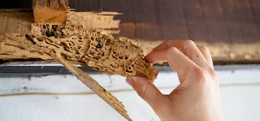 Pre-Purchase Termite Inspection in Smyrna