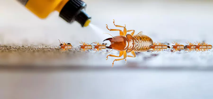 Foundation Termite Spraying Control in Smyrna