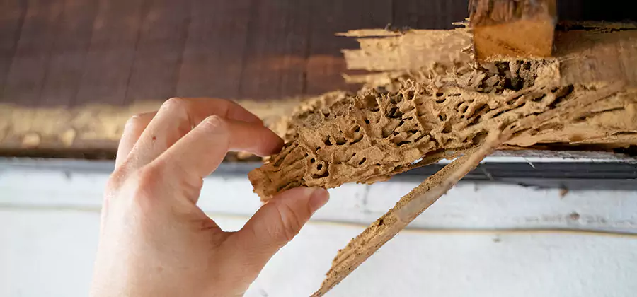 Pre-Construction Termite Treatment in Smyrna