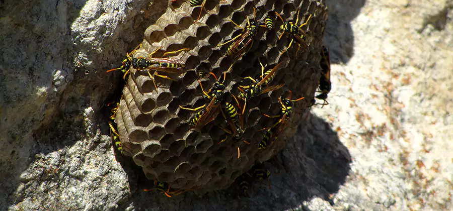 Wasp Nest in Tree Removal Smyrna