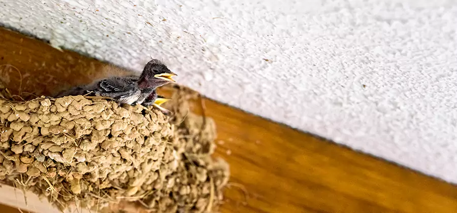 Bird Removal From House in Smyrna