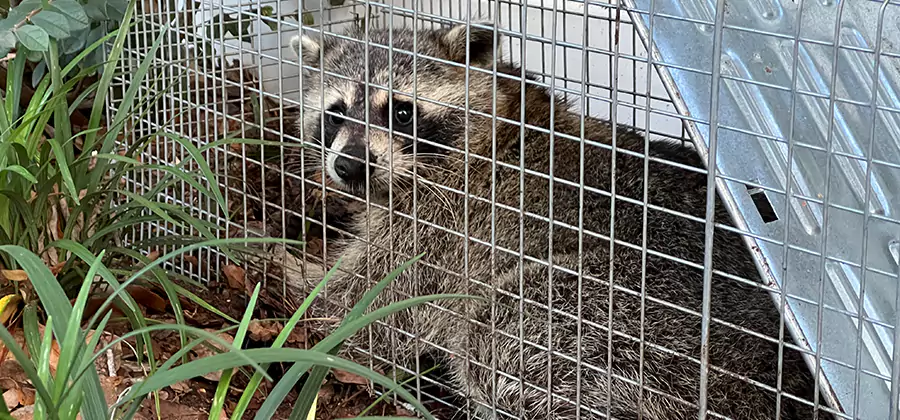 Wildlife Relocation Services in Smyrna