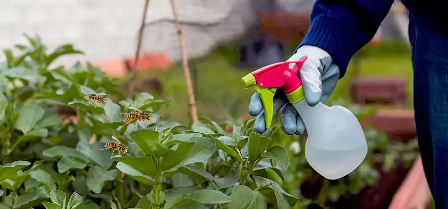 Yellow Jacket Pest Removal for Commercial Properties in Smyrna