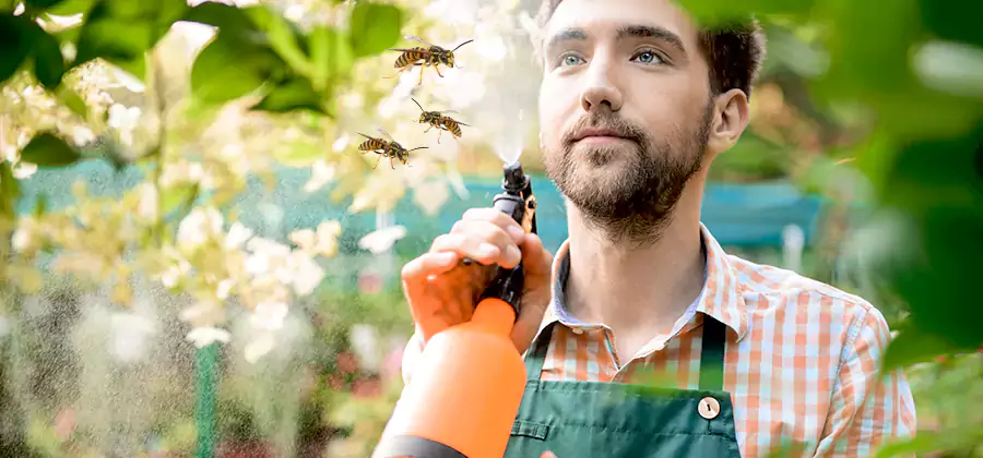 Yellow Jacket Wasp Removal in Smyrna