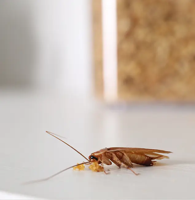 Why Smyrna Pest Control Pro Stands Out in Smyrna, GA?