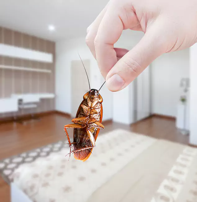 Why Smyrna Pest Control Pro Stand Out for Bed Bug Fumigation in Smyrna, GA?