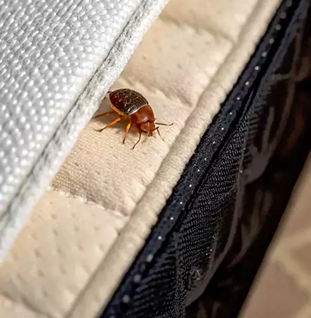 Why Choose Smyrna Pest Control Pro for Bed Bug Treatment at Home in Smyrna, GA?