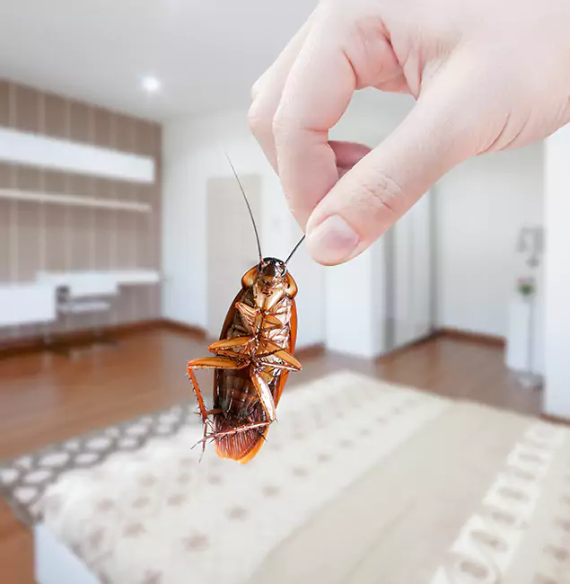Why Smyrna Pest Control Pro Stand Out For Bed Bug Inspection in Smyrna, GA?