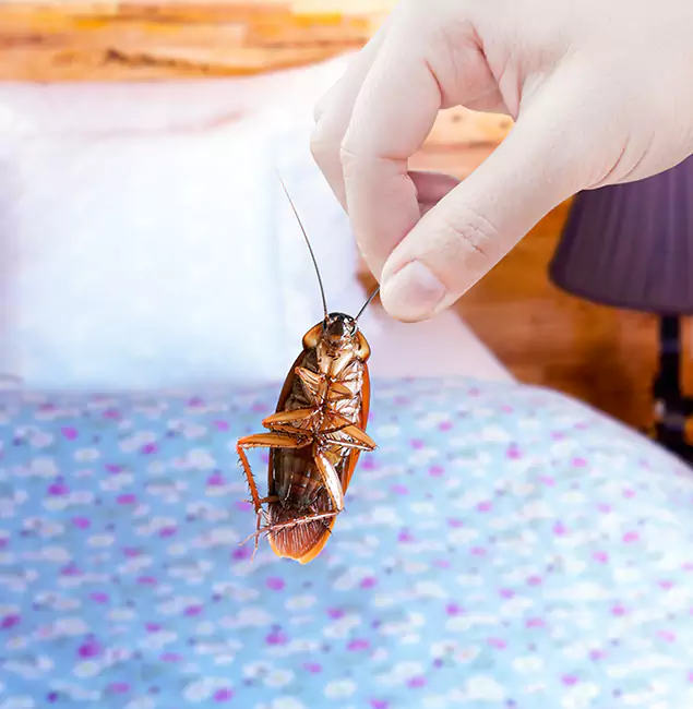 Why Choose Smyrna Pest Control Pro for Bed Bug Treatment in Smyrna, GA?