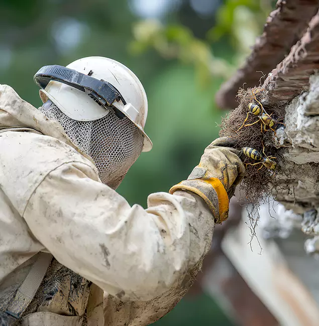 Why Smyrna Property Owners Choose Smyrna Pest Control Pro for Bee Exterminator?