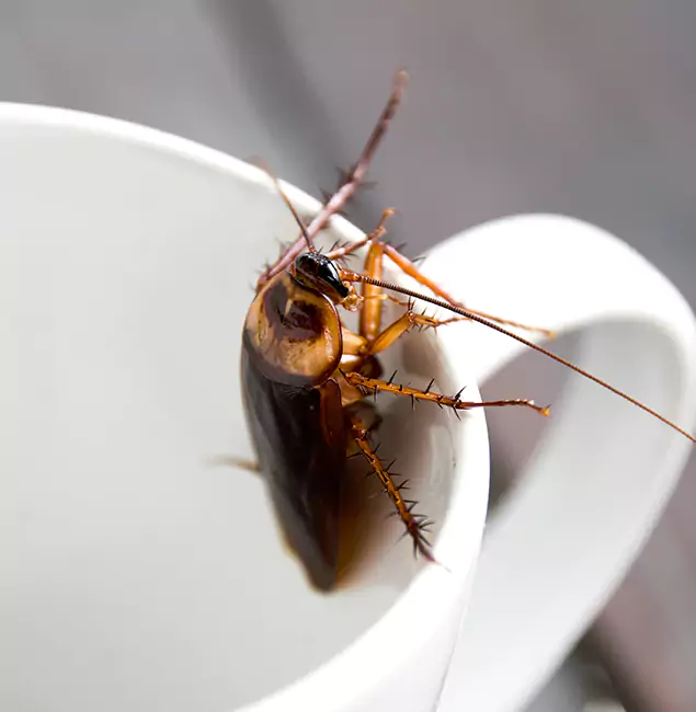 Why Smyrna, GA Residents Trust Smyrna Pest Control Pro for Cockroach Fumigation?