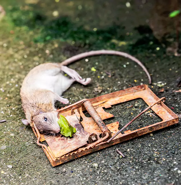 Why Smyrna, GA Homeowners Trust Smyrna Pest Control Pro for Rodent Removal?