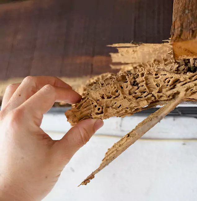Why Choose Smyrna Pest Control Pro in Smyrna, GA?