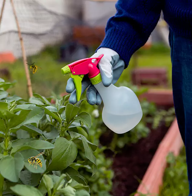Why Smyrna Homeowners Choose Smyrna Pest Control Pro for Honey Bee Removal?
