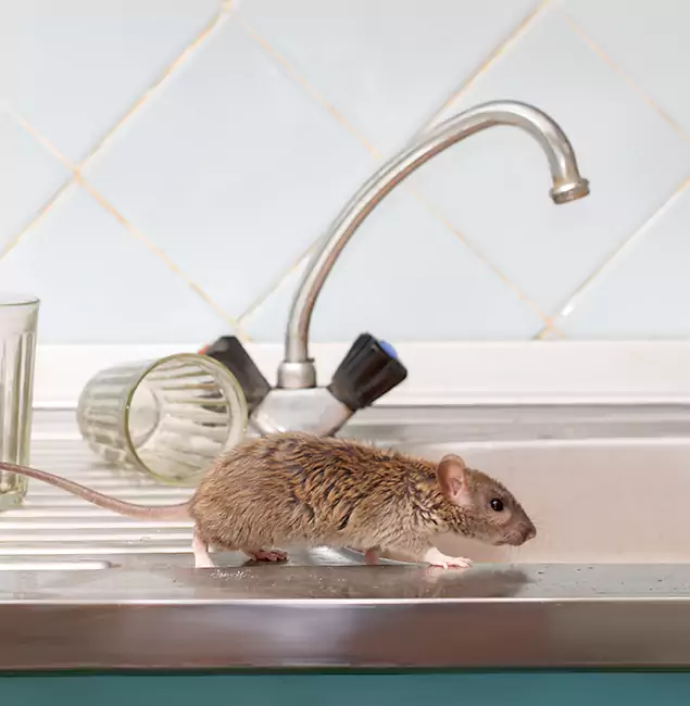 Why Smyrna, GA Trusts Smyrna Pest Control Pro for Humane Rodent Control?