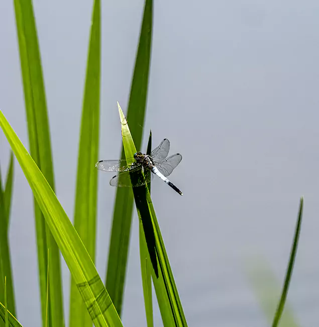 Why Smyrna Families Trust Smyrna Pest Control Pro for Mosquito Prevention?