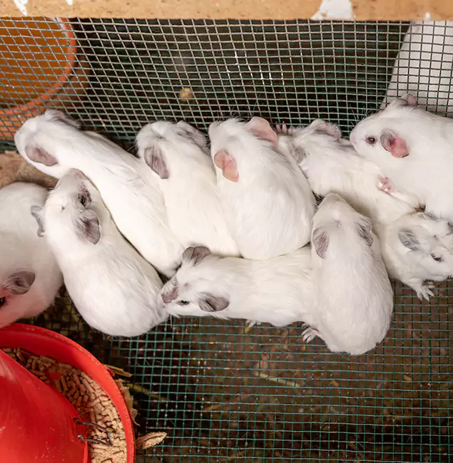 Why Smyrna Pest Control Pro Is the Trusted Choice in Smyrna, GA?