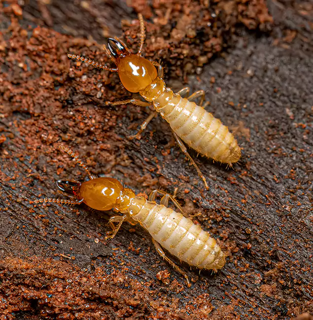 Why Choose Smyrna Pest Control Pro for Termite Treatment Without Tenting in Smyrna, GA?