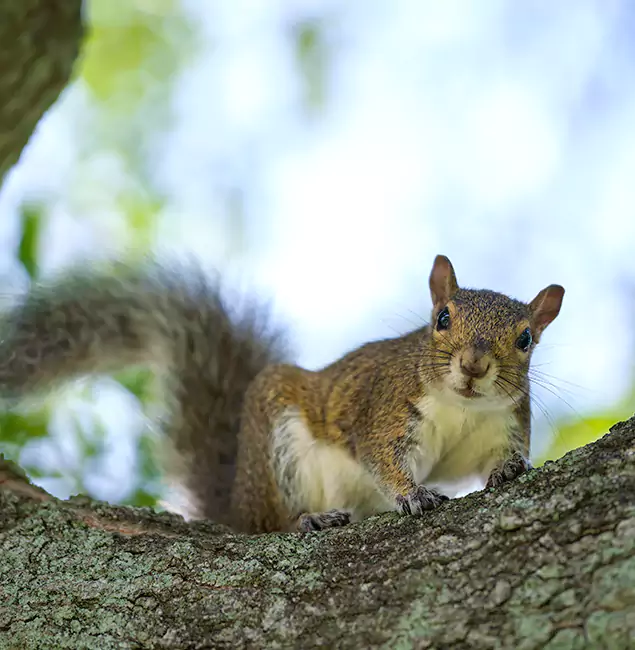 Why Smyrna, GA Relies on Smyrna Pest Control Pro for Squirrel Pest Control?