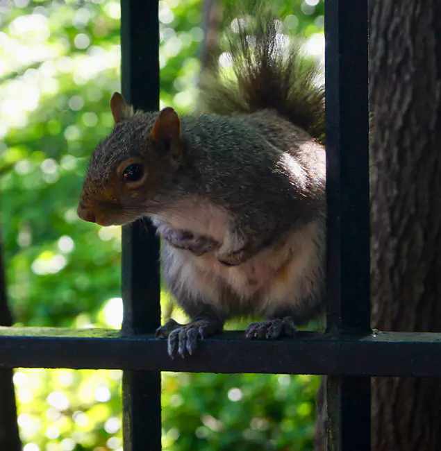 Why Smyrna, GA Chooses Smyrna Pest Control Pro for Squirrel Removal?