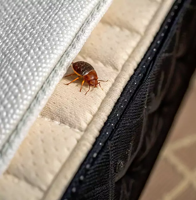 Why Smyrna Homeowners Trust Smyrna Pest Control Pro for Tick Treatment?