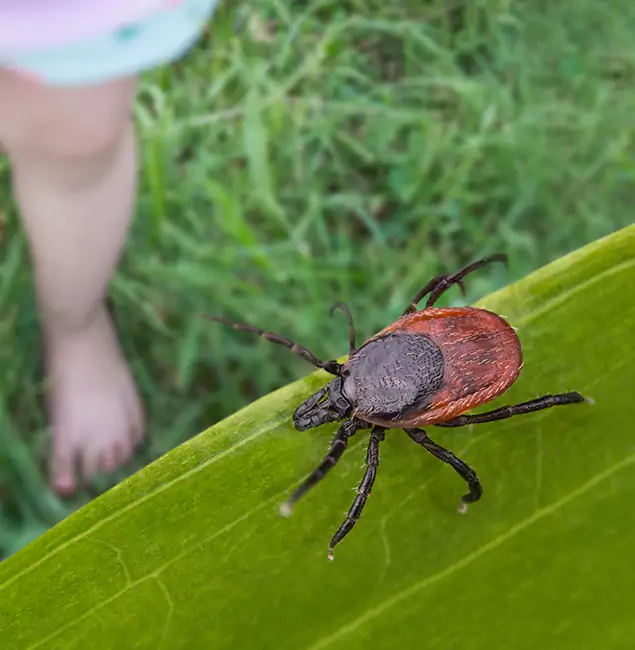 Why Smyrna Homeowners Choose Smyrna Pest Control Pro for Tick Extermination?