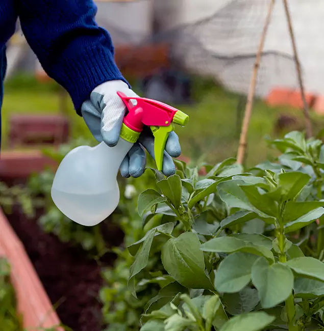 Why Smyrna Relies on Smyrna Pest Control Pro for Wasp Control Services?