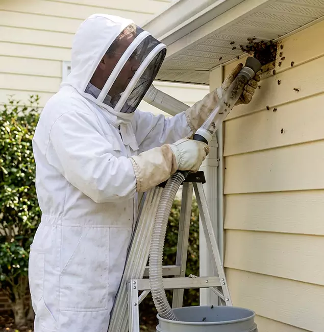 Why Smyrna Trusts Smyrna Pest Control Pro for Wasp Control?