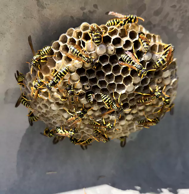 Why Smyrna Chooses Smyrna Pest Control Pro for Wasp Control Services?