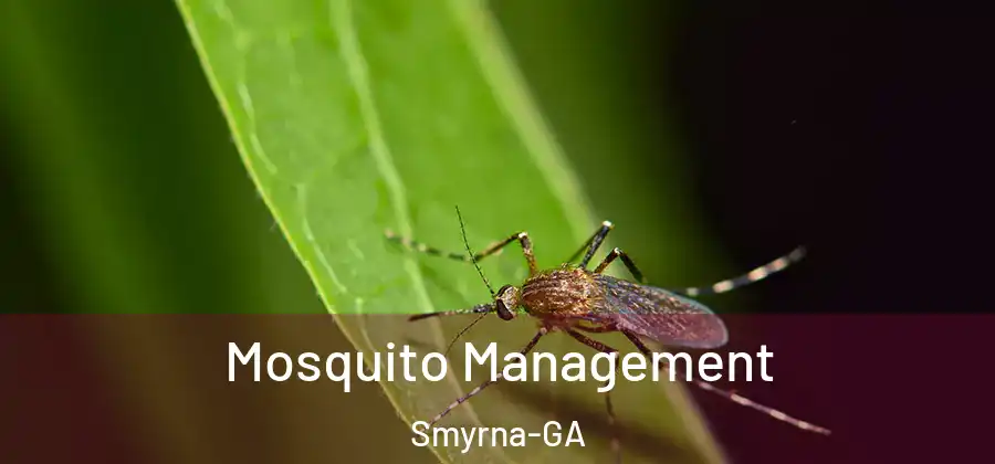 Mosquito Management Smyrna-GA