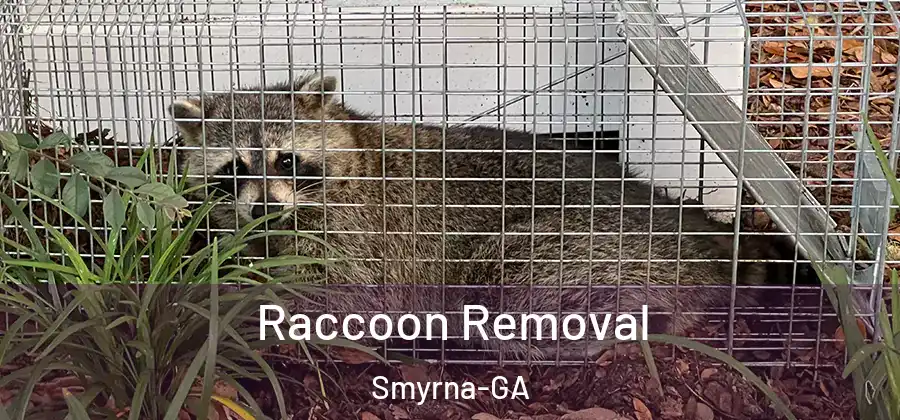 Raccoon Removal Smyrna-GA