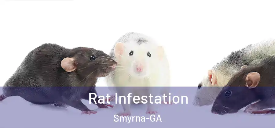  Rat Infestation Smyrna-GA