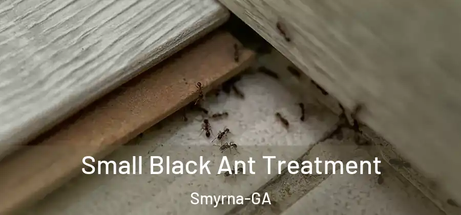 Small Black Ant Treatment Smyrna-GA