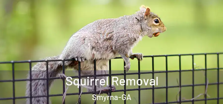 Squirrel Removal Smyrna-GA
