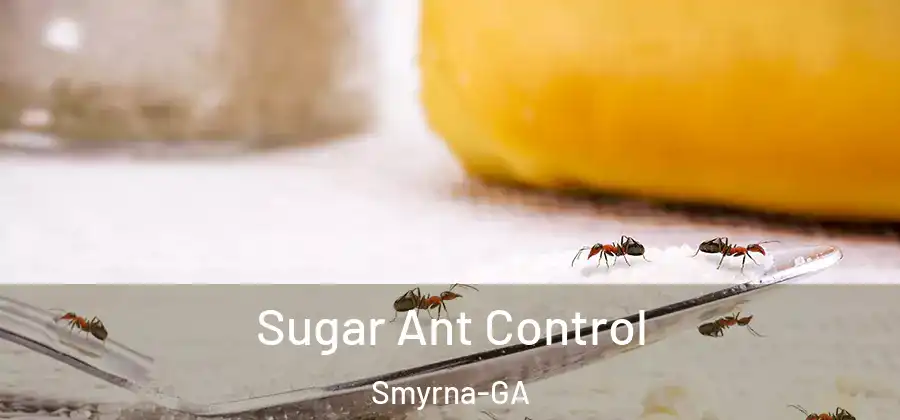  Sugar Ant Control Smyrna-GA